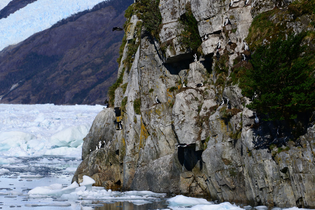 CRUCERO POR FIORDOS Y GLACIARES CHILENOS - imagen 7