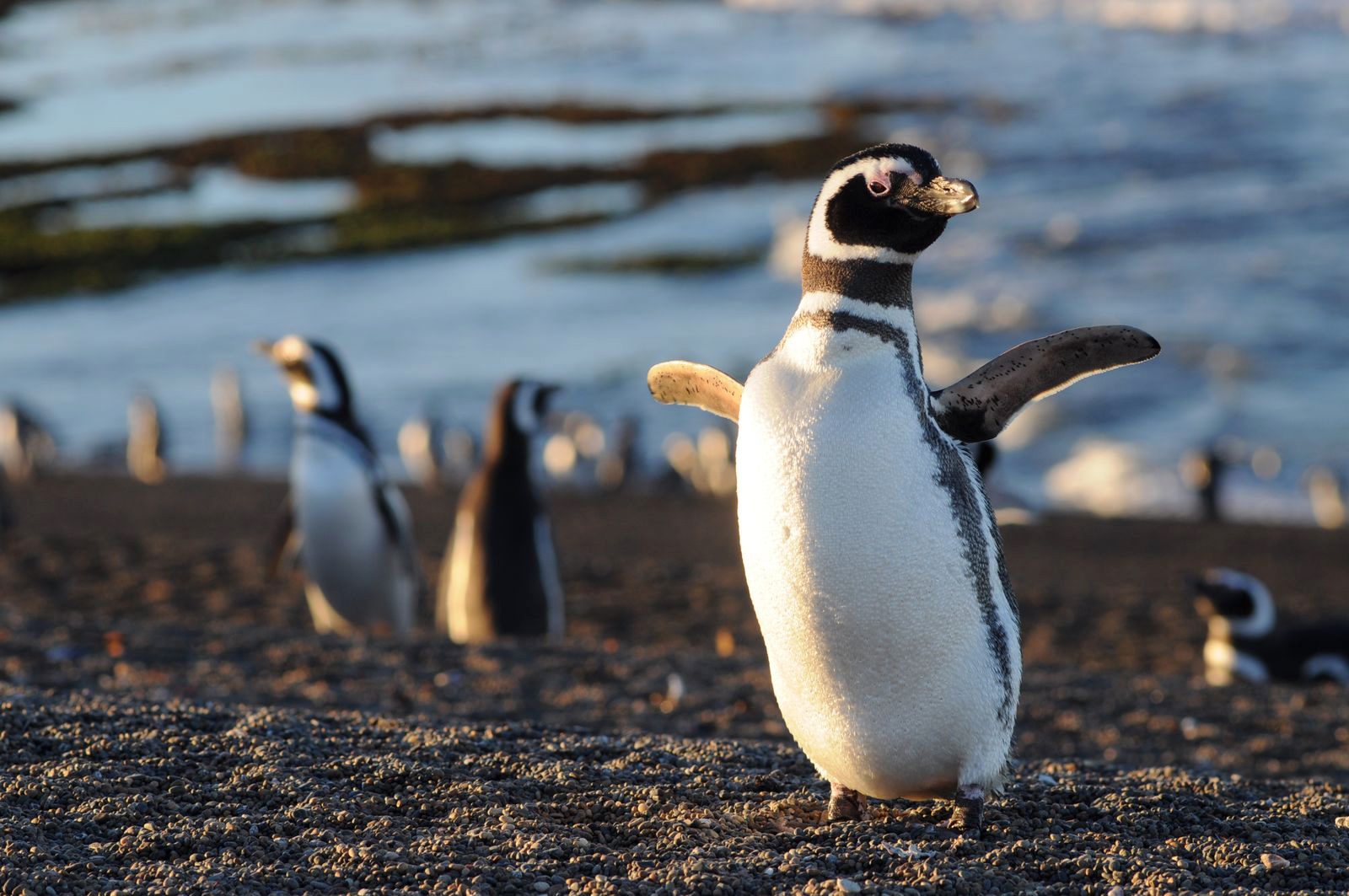 PUERTO MADRYN - imagen 3