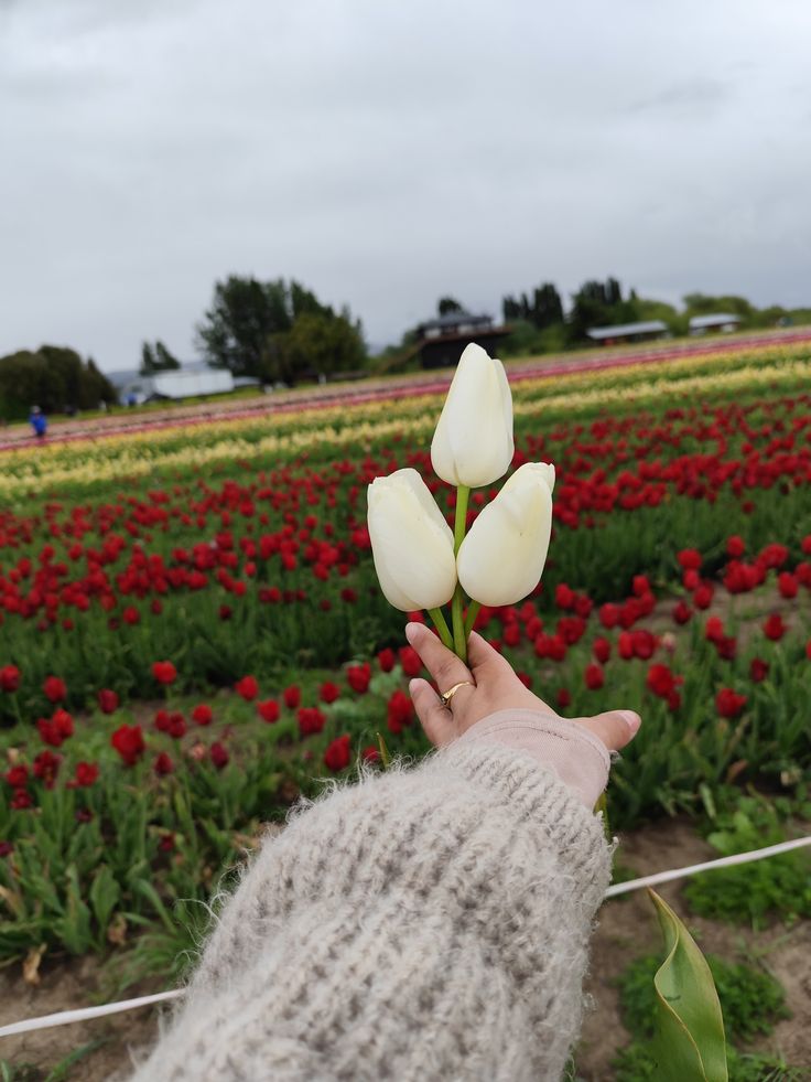 TULIPANES EN ESQUEL - imagen 5