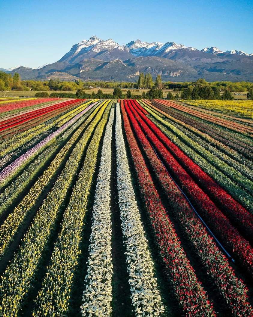 TULIPANES EN ESQUEL - imagen 6