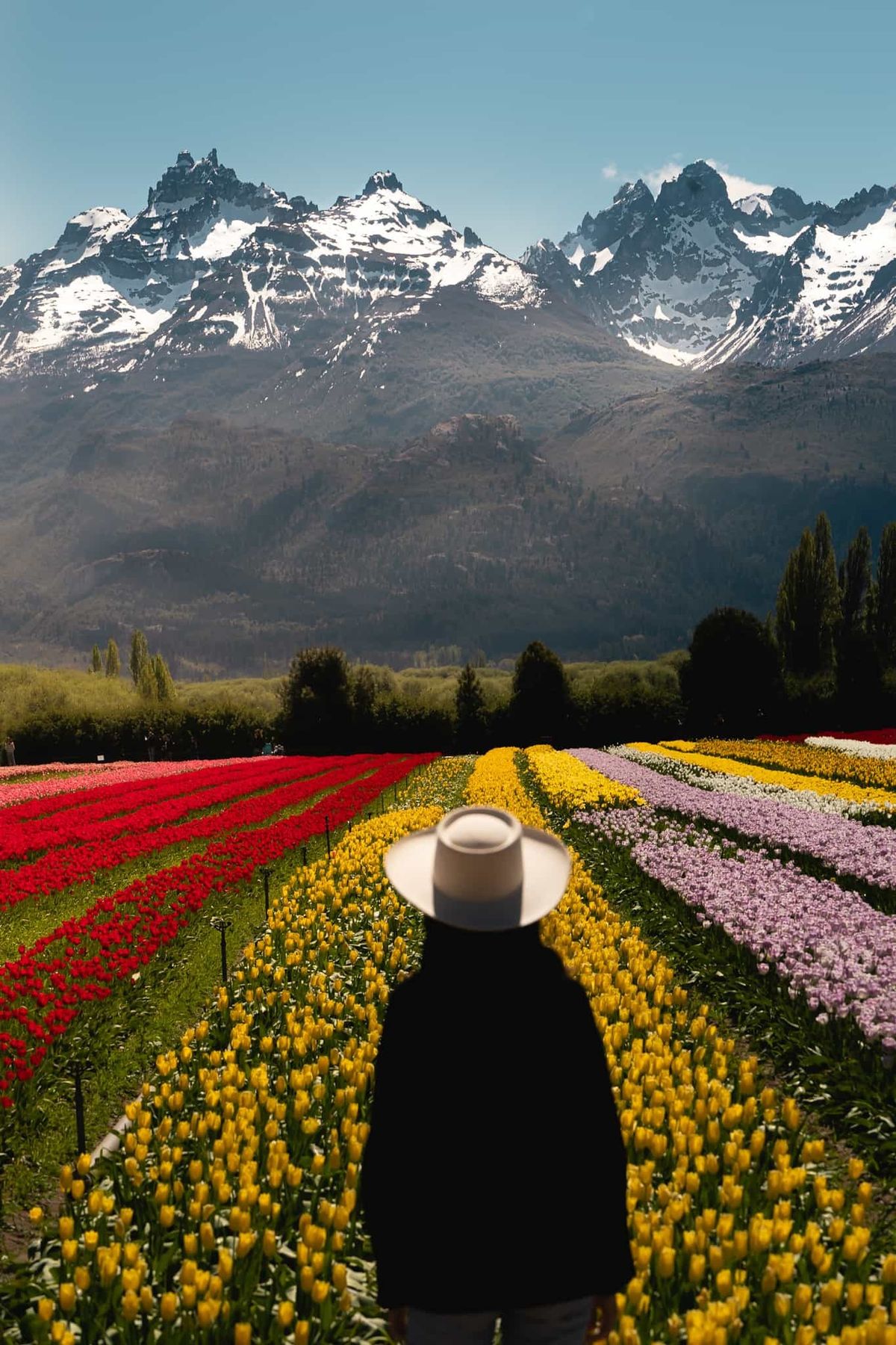 TULIPANES EN ESQUEL - imagen 4
