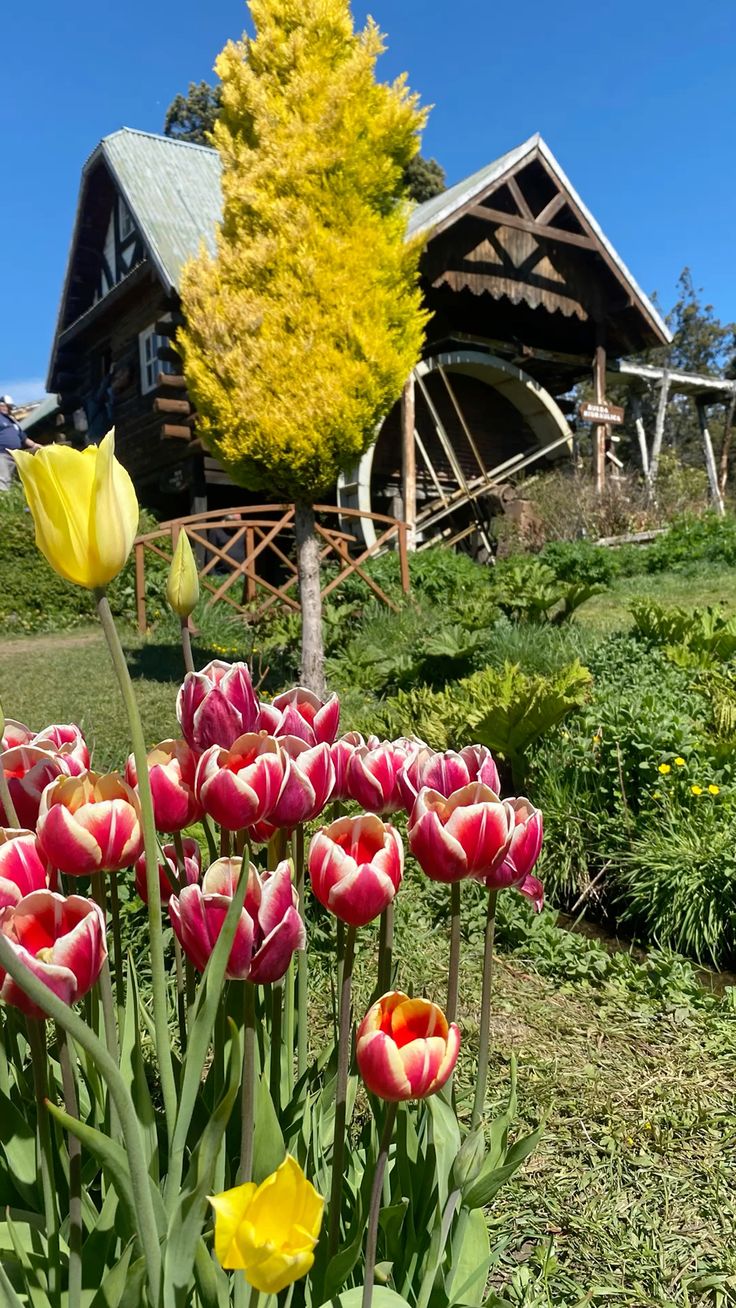 TULIPANES EN ESQUEL - imagen 2
