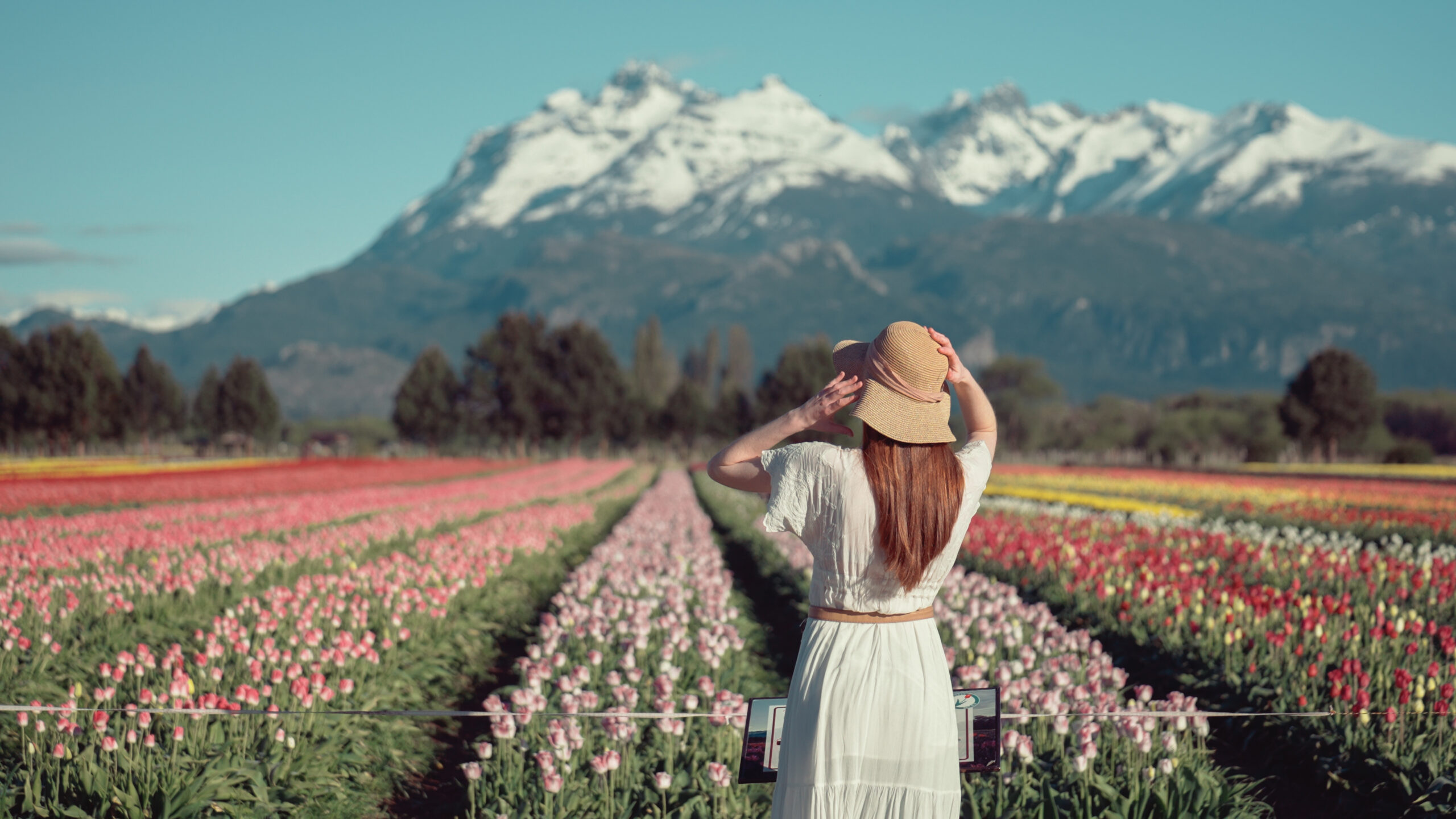 TULIPANES EN ESQUEL - imagen 1