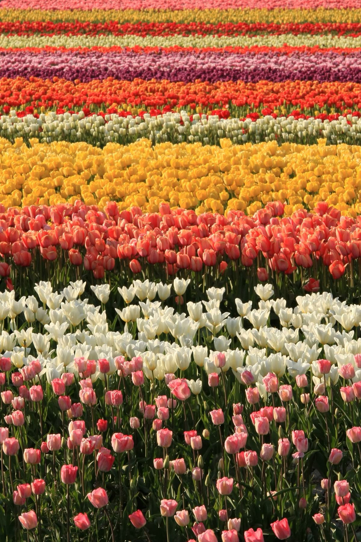TULIPANES EN ESQUEL